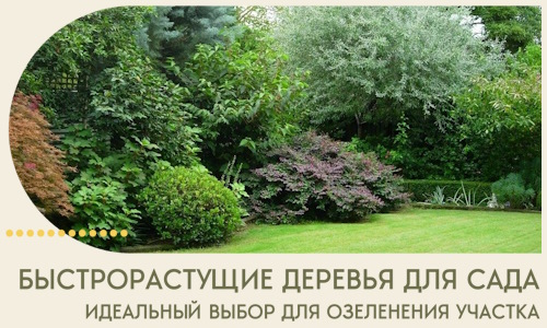 Быстрорастущие деревья для сада идеальный выбор в Черемхове