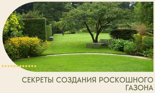 Секреты создания роскошного газона в Черемхове